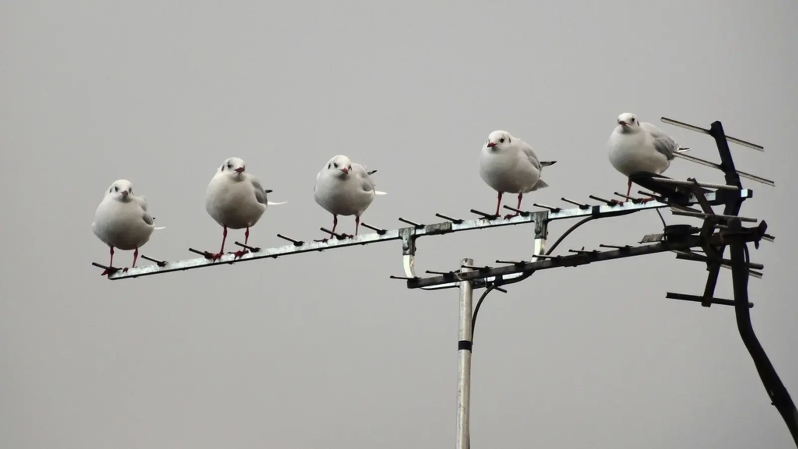 Seagulls perched on a rooftop TV aerial